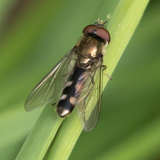 Platycheirus albimanus.jpg